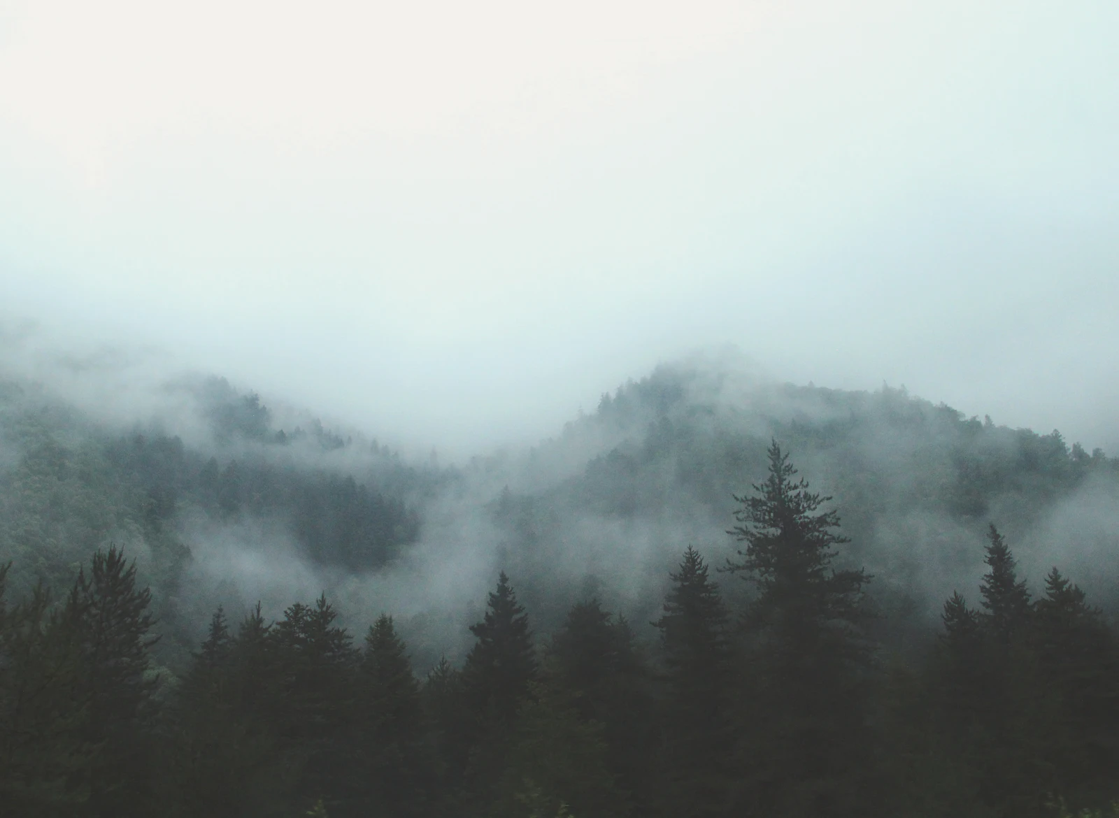 Misty pine forest on a mountainside